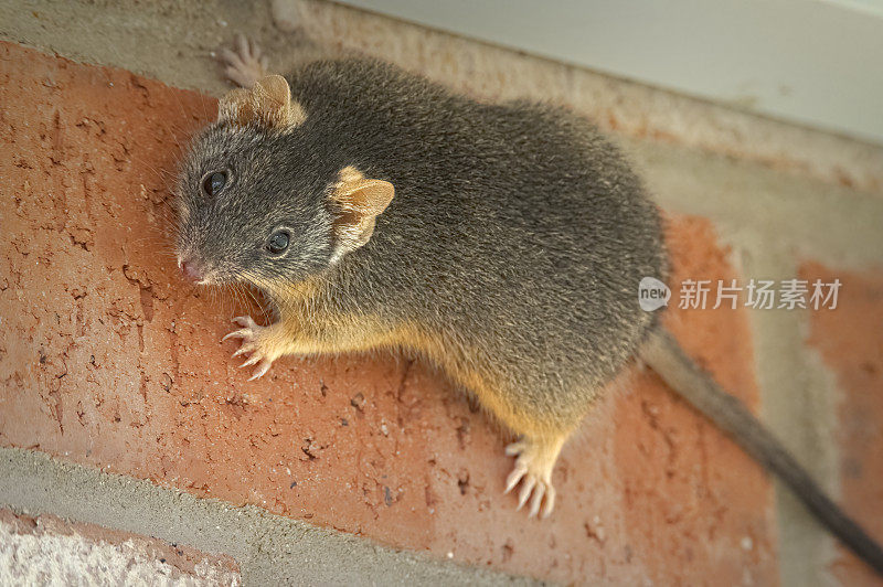 黄足蜈蚣(antechinus flavipes)